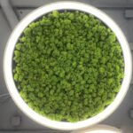 Green-Moss-Ring-Pendant-Light-5 Green Moss Ring Pendant Light