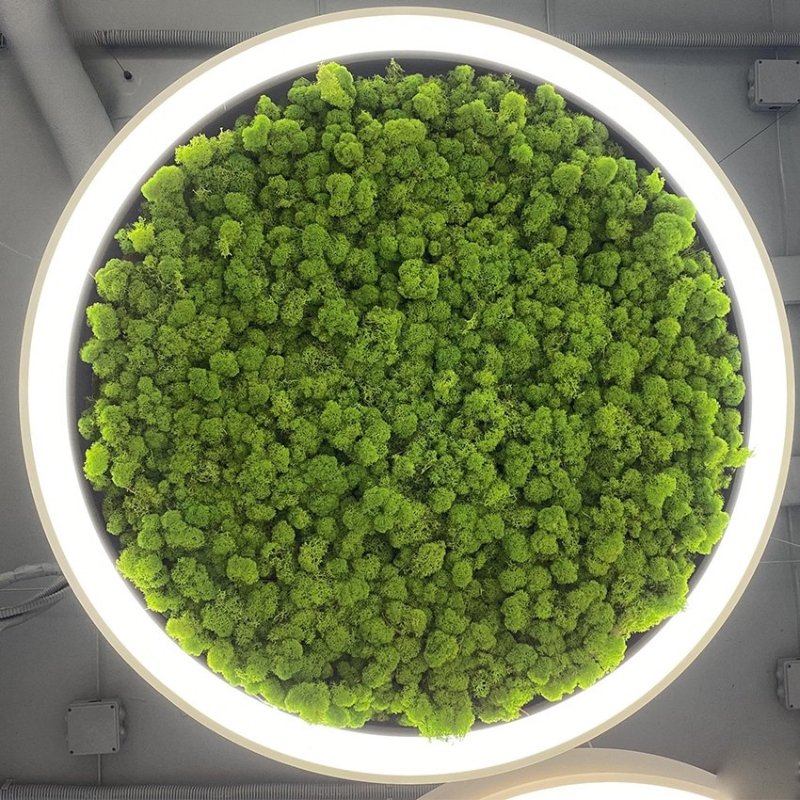 Green Moss Ring Pendant Light